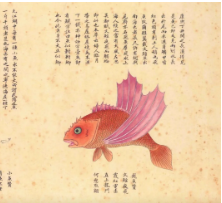 嗶哩嗶哩廣告投放