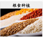 糧食種植